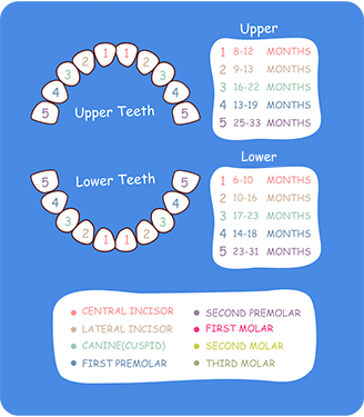 Baby Teeth Chart